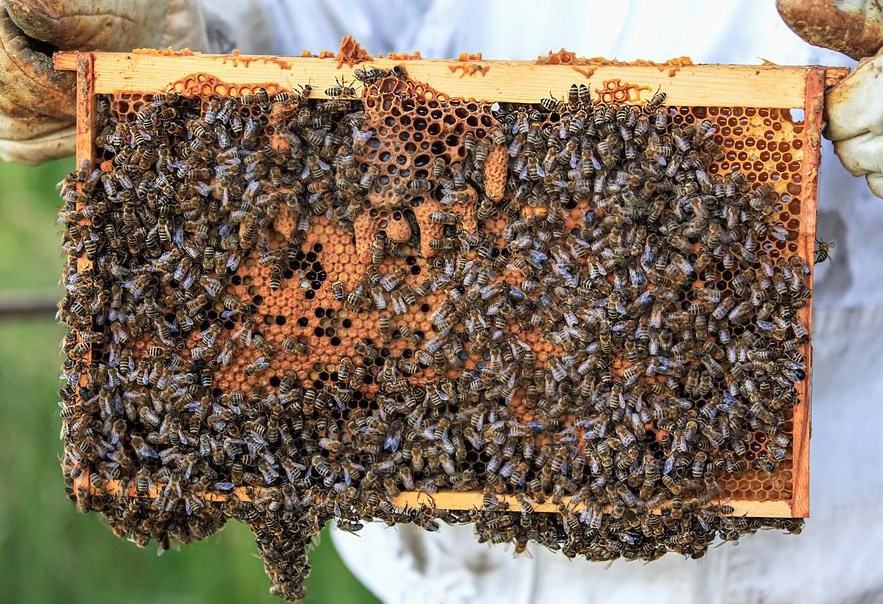 Example accessible swarm capture photo