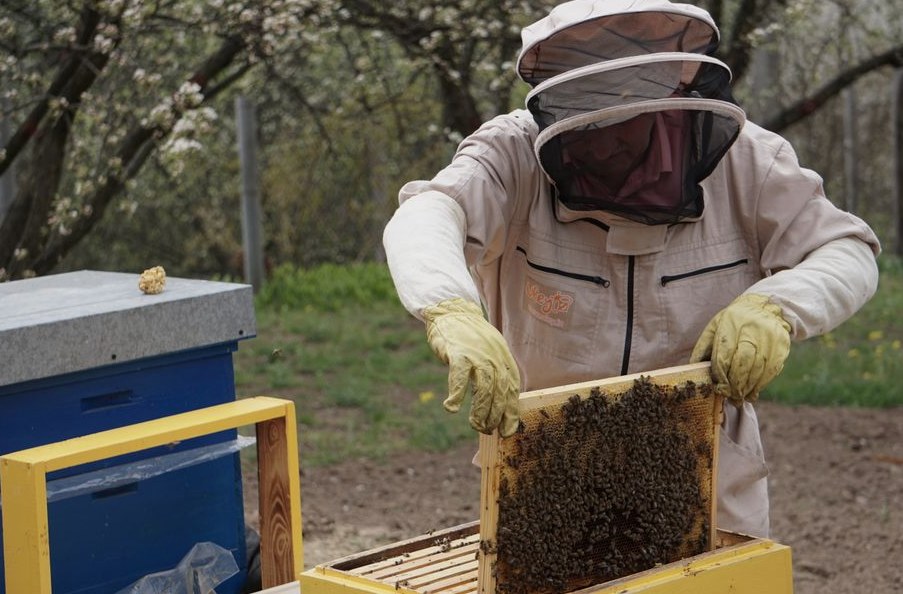 Accessible Swarm Capture, representative accessible swarm capture photo
