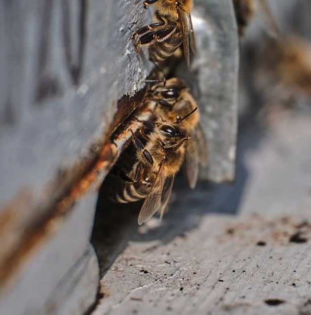 Photo of bee proof entrance sealing work