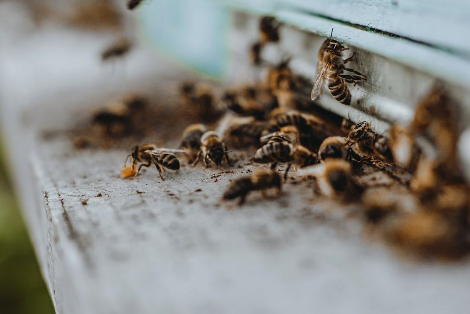 Bee proof entrance sealing, example photo