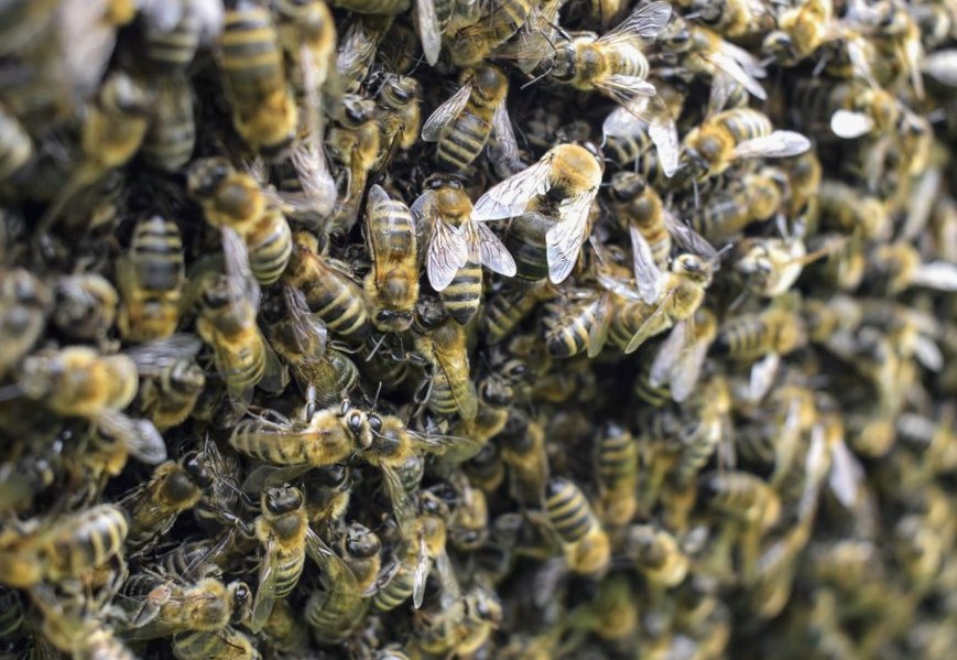 Photo of bee removal cost guide work