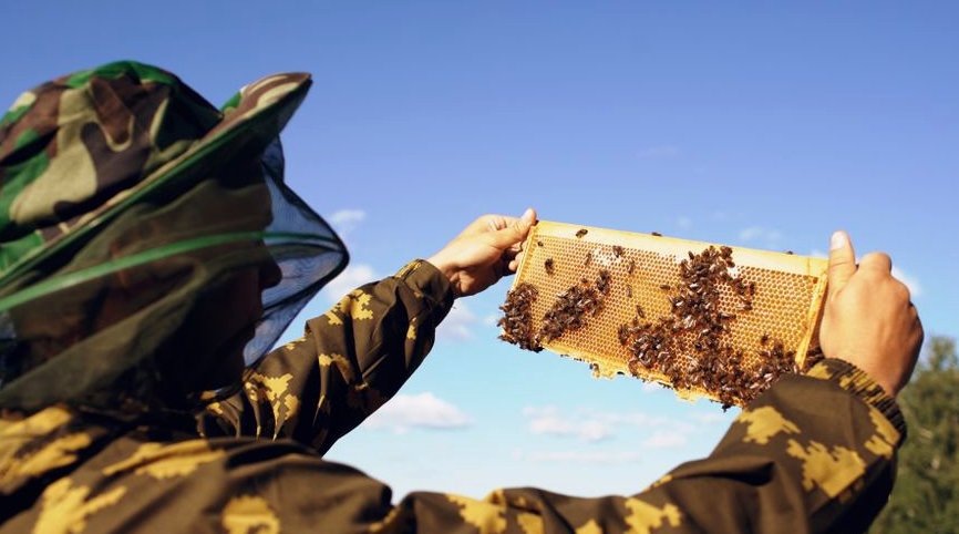 Illustration of bee removal cost guide