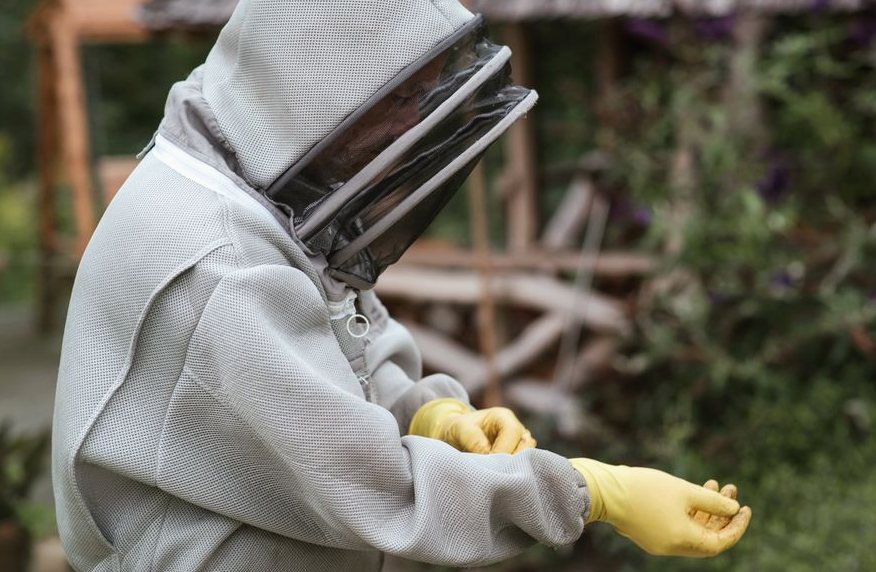 Bee removal insurance, example photo