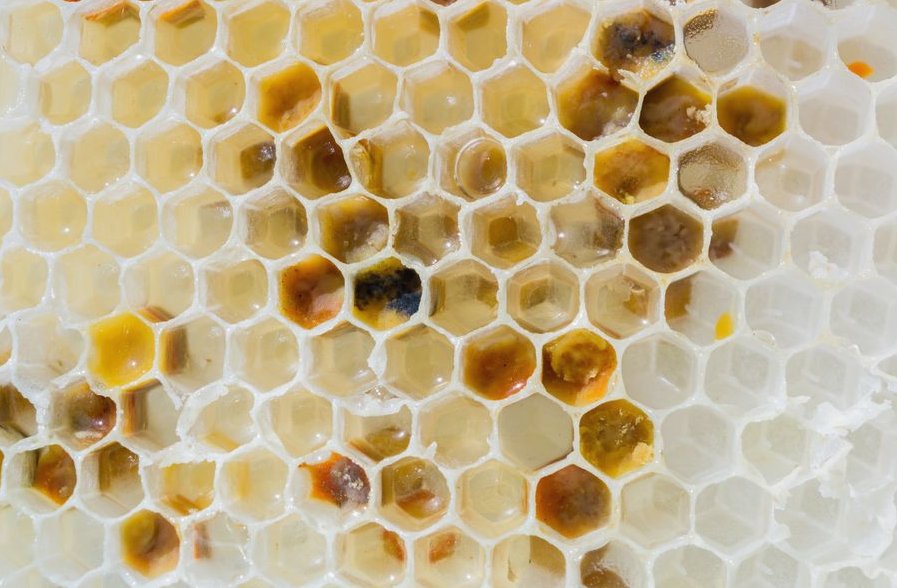 Representative hive comb removal and cavity cleaning photo