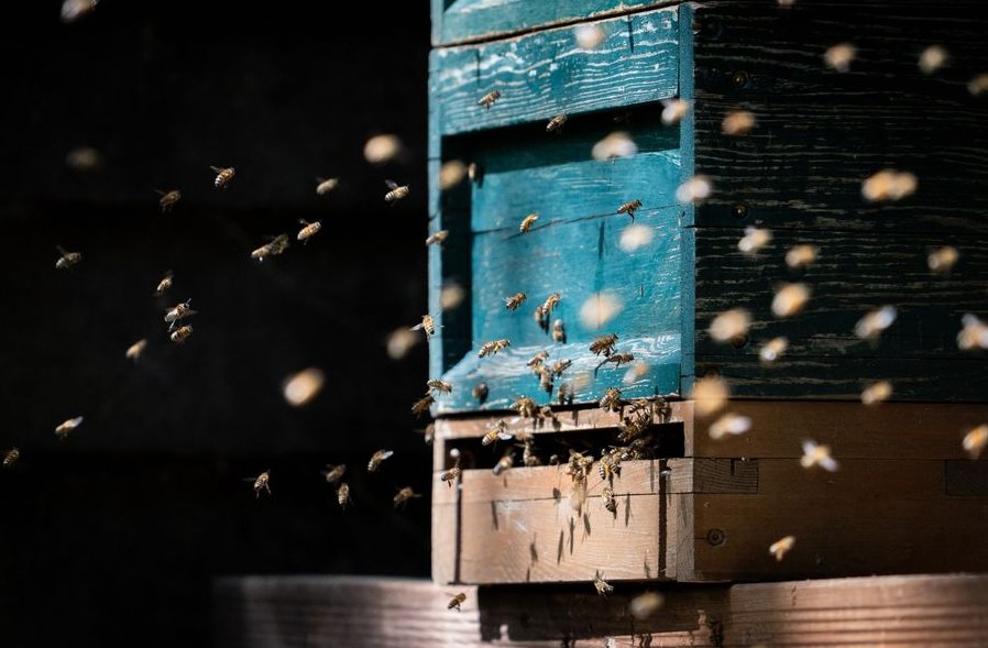 Representative live bee removal photo