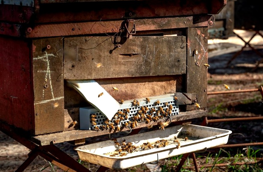 Illustration of live bee removal