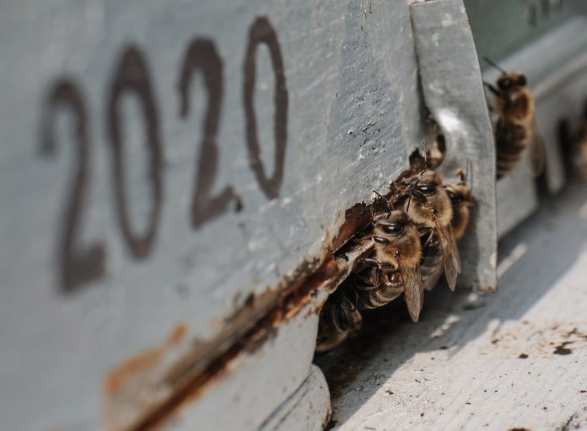 Live Bee Removal in West Palm Beach