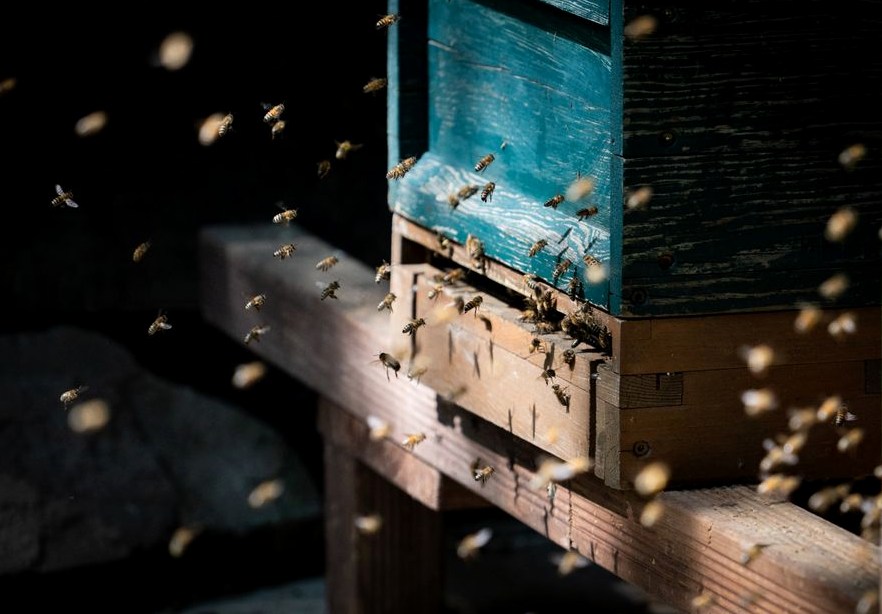 Photo of swarm trap installation work