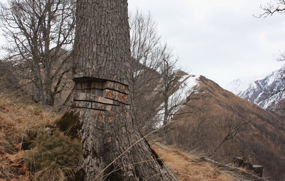 Serene winter landscape featuring a tree marked on a mountain slope