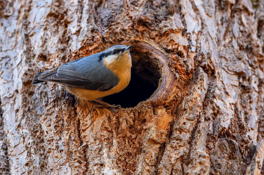 Tree Cavity Colony Trap Out, stock photo of tree cavity colony trap out work